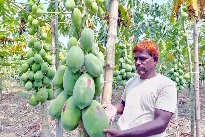 1760076678-4b54c87dfbfa502dc8522533d421289e বাবু ও সুখী জাতের পেঁপে চাষে বাজিমাত