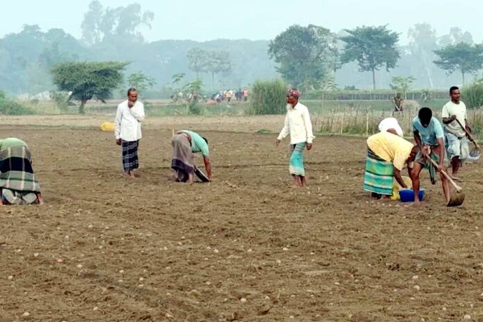 দিনাজপুরে আগাম জাতের আলু চাষে ব্যস্ত কৃষক