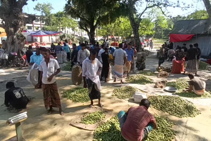 1761292419-1c7e89c3694f352a9c98241cec343367 জলপাই হাটে কেনা বেচা হয় কোটি টাকার জলপাই