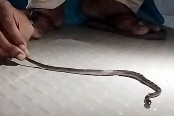 1761320719-4078ad51904089b8ef86b7c6c7303782 কলাপাড়ায় ঘরগিন্নি সাপ উদ্ধার