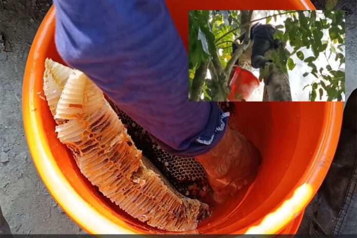 গাছের মধু কেটে ওদের জীবন চলে