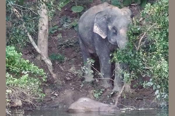 1761534387-a992f07d19721dbf74df68c1ed4e7c56 ৬ দিন পর কাপ্তাই থেকে সেই হাতি শাবকের মরদেহ উদ্ধার