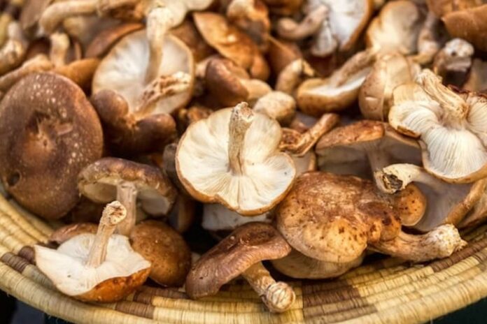 1761712643-c6ab3a157f12fb786ebffbf3b9b6385f ছত্রাক দিয়েই সম্ভব মেমোরি চিপ : গবেষকদের নতুন উদ্ভাবন