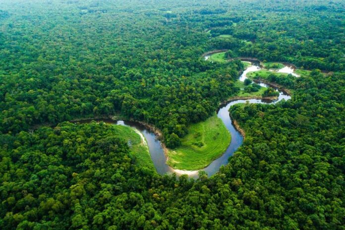 ‘কপ৩০’ সম্মেলনের আগে স্বস্তির খবর, অ্যামাজনে কমেছে বন উজাড়