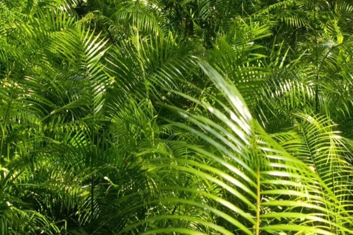 1761803462-231c87f7fb7b2cbd8f6772c7c442e677 ঐতিহ্য ধরে রেখেছে ছোট বেত বাগান