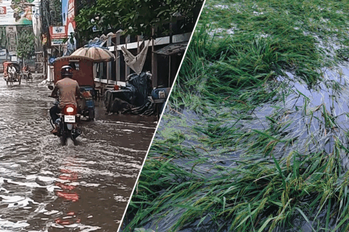রাতভর বৃষ্টিতে ডুবল চাঁপাইনবাবগঞ্জ শহর, তলিয়ে গেছে ধানক্ষেত