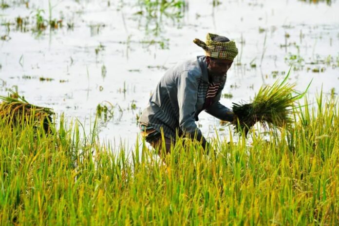 1762054735-3b659814ecfa58aee1779052f18f851e টানা বৃষ্টির সতর্কবার্তা, নভেম্বরে এই বৃষ্টি ফসলের জন্য কতটা ক্ষতির?