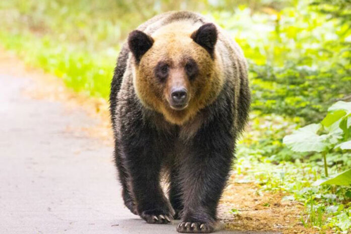 1762337135-1b92796c87fee9b2973e1e2f680cde1b ভাল্লুকের আক্রমণ ঠেকাতে সেনা মোতায়েন করল জাপান