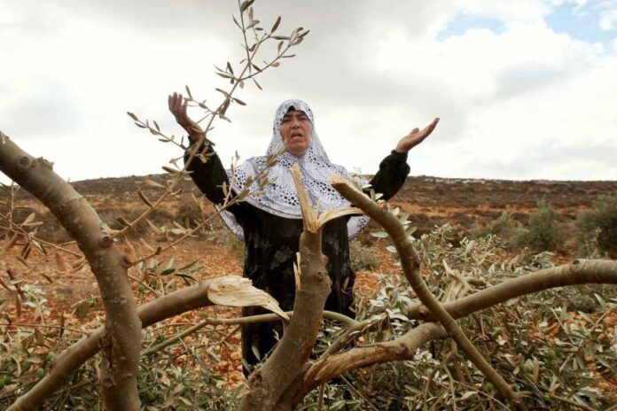 পশ্চিম তীরে এক মাসেই ২৩৫০টি ইসরায়েলি হামলা: রিপোর্ট