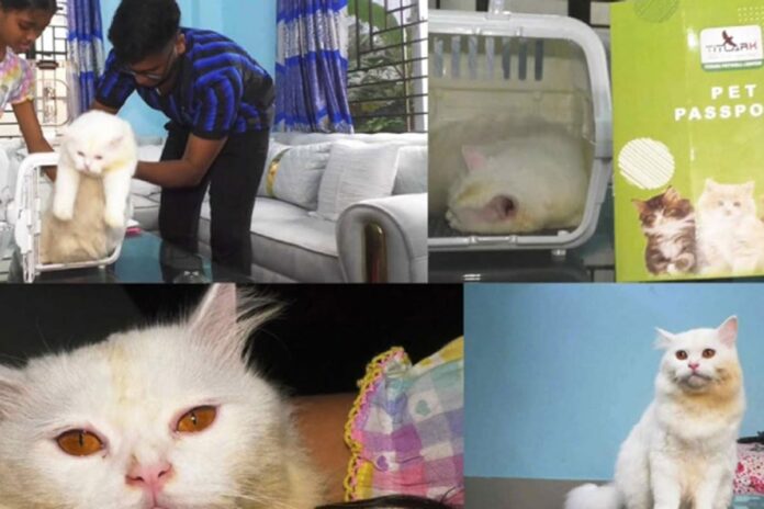 1762443399-7f560142076cc5cb0cd43819519f4aca ইতালি যাওয়া হলো না সেই বিড়াল ক্যান্ডির