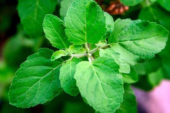 তুলসী পাতার যত গুণ
