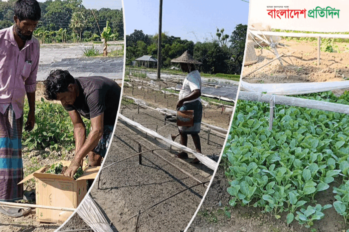 সমেশপুরের সবজি চারায় সবুজ সারাদেশের মাঠ