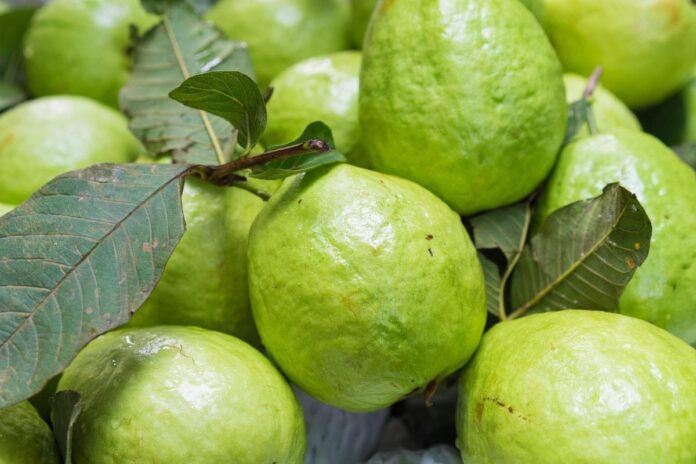 1763245016-f921f01be6a21a8bda5f244bb2f4b923 সকালে খালি পেটে পেয়ারা খাওয়ার স্বাস্থ্য উপকারিতা