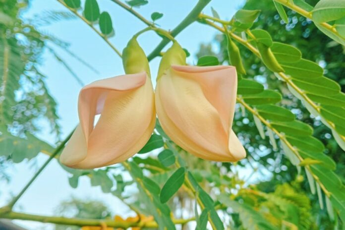 1763288174-a8fa99121b0c7a719575e1a6d2b933ed বিরল বকফুলের দেখা মিলল রংপুরে