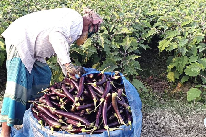 1763347570-81820da8a296795c80d1a82d00f3dd34 মানিকগঞ্জে বেগুন চাষে কৃষকদের আগ্রহ বাড়ছে