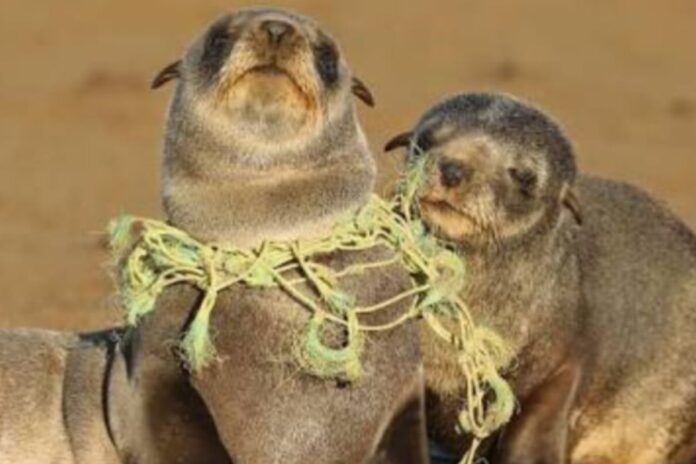 1763414641-2c582d33a9a4bf7c804fd12a493100b2 প্লাস্টিকে সামুদ্রিক প্রাণীদের সর্বনাশ!