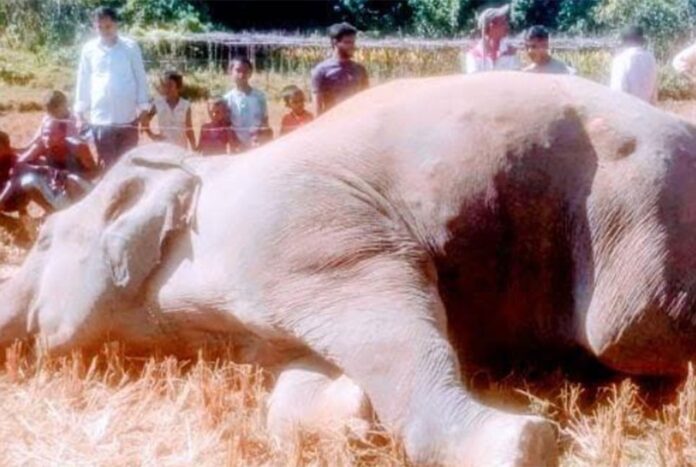 1763456191-e461e5eb0c36ebcb2f29e708157e2417 উখিয়ায় বৈদ্যুতিক ফাঁদে বন্যহাতির মৃত্যু