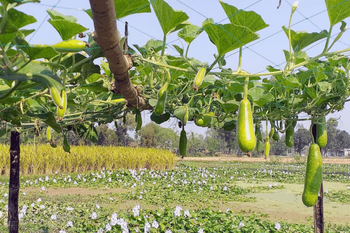 1763463375-6a0fe32c3736658bde52846b7df05e01 ইছামতি নদীতে ভাসমান বাগান, সবজি চাষে সফল মোস্তাকিম