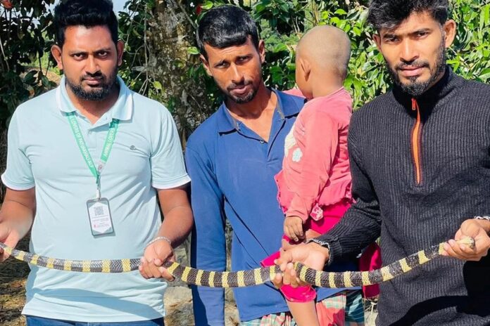 কলাপাড়ায় কৃষকের বাড়ি থেকে শঙ্খিনী সাপ উদ্ধার