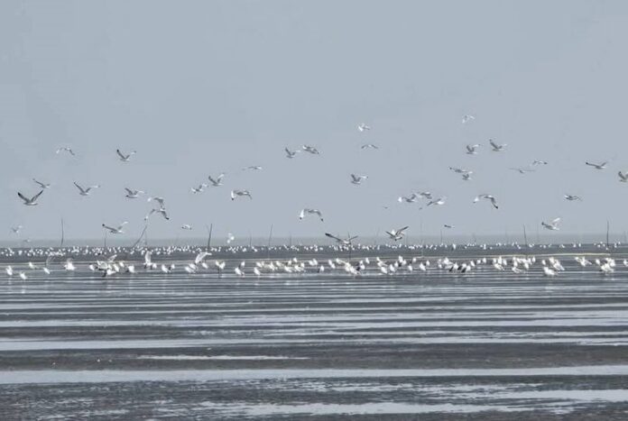 1763729613-597b76a9671962b612bda0379018b644 অতিথি পাখির কলকাকলিতে মুখরিত চর বিজয়