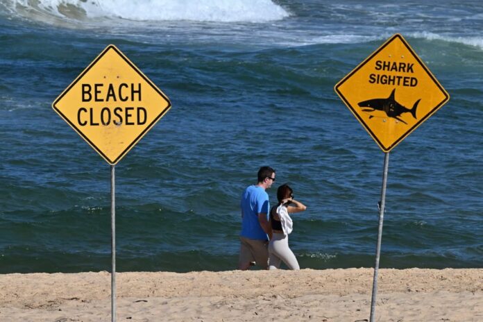অস্ট্রেলিয়ায় হাঙরের আক্রমণে তরুণীর মৃত্যু, গুরুতর আহত একজন