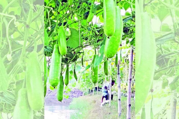 বস্তায় লাউ চাষে লাভবান কৃষক