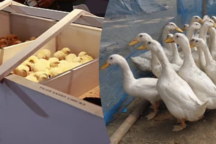 পানি ছাড়াই হাঁস পালন