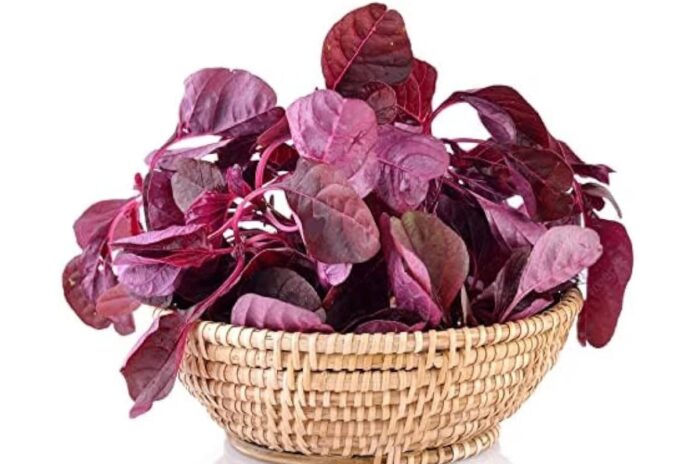 1764668495-5aa7f8f71a707262ac6659cddc876e46 লাল শাকের পুষ্টিগুণ