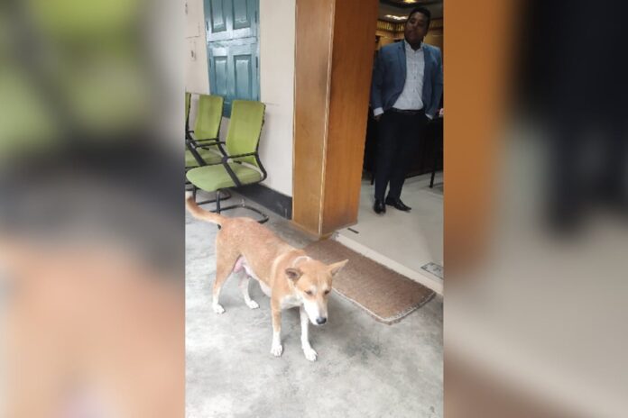 ঈশ্বরদীতে ৮ কুকুরছানা হত্যায় অবশেষে মামলা