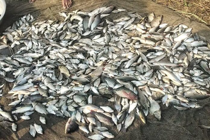 1764835138-8712d92c3c4c49c1ce9322f678c9e1ab পুকুরে বিষ প্রয়োগে মাছ নিধন