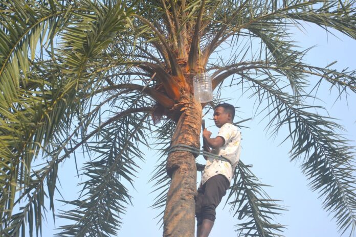 1764848437-30e62fddc14c05988b44e7c02788e187 বগুড়ায় খেজুর রস সংগ্রহে ব্যস্ত গাছিরা