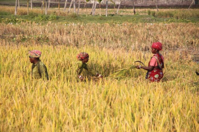 1765015340-d99119ca42e35bfa7fbc7fba9ab1d88a রংপুরে পুরুষের সাথে সমান তালে মাঠে কাজ করছেন নারীরা