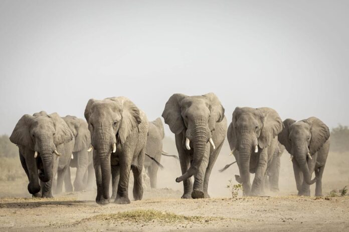 বতসোয়ানার হাতি শিকার উৎসব, কেন উদ্বেগ বাড়ছে?