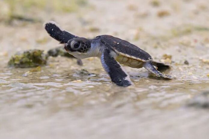 1765805605-79cdb46fa5c3674edfd6ad7fcb788da3 বিবিসির চোখে ২০২৫ সালে জলবায়ু ক্ষেত্রে সাতটি নীরব অর্জন