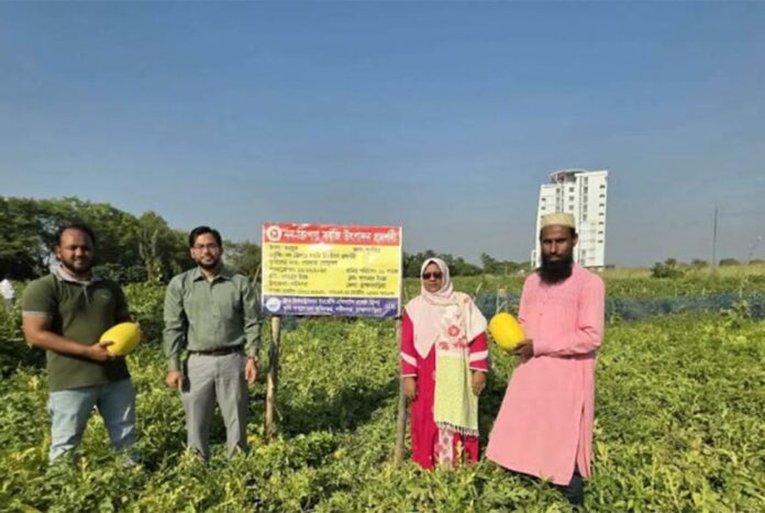 নবীনগরে অসময়ে তরমুজ চাষ