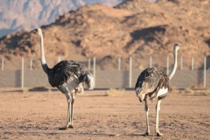 প্রায় ১০০ বছর পর সৌদির মরুতে আবারও উটপাখির পদচারণা