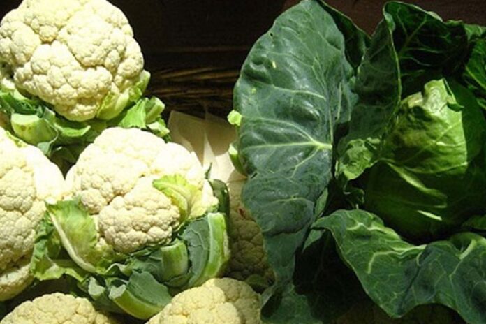 1766299900-7946ff6cd3f75bb0582314ff7eb96971 ফুলকপি না বাঁধাকপি- কোনটির পুষ্টিগুণ বেশি?