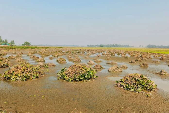 1766328977-f55125bdbc0794bf291f49c10d2a32a6 চলনবিলে কচুরিপানার আগ্রাসন, অনিশ্চিত ৫ হাজার হেক্টর বোরো চাষ