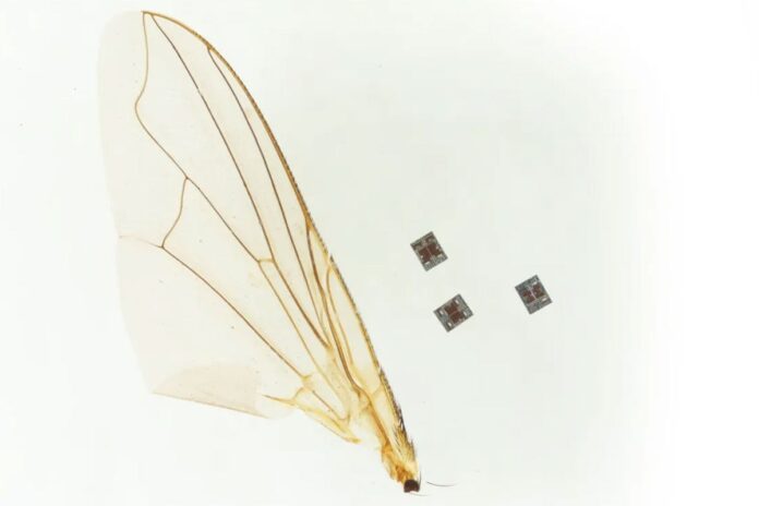 অণুজীবের সমান রোবট, খুলে দিচ্ছে বিজ্ঞানের নতুন দুয়ার