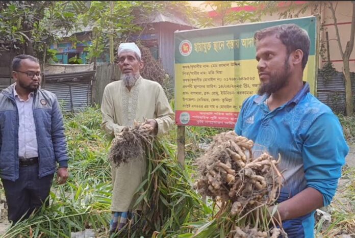 ছাদে-আঙিনায় আদা চাষ