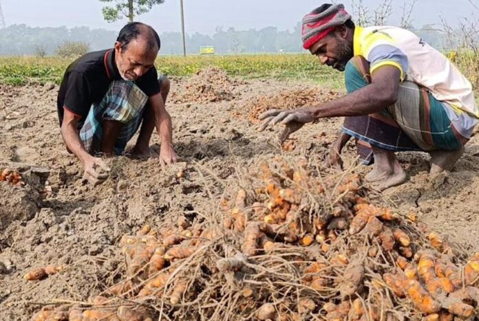 ধানের চেয়ে তিন গুণ লাভ, কুমিল্লায় বাড়ছে হলুদ চাষ
