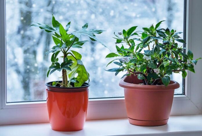 শীতে যেভাবে নেবেন গাছের যত্ন