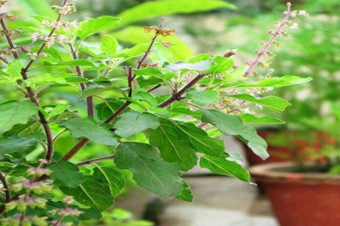 শীতে সর্দি-কাশিতে তুলসী পাতার উপকারিতা