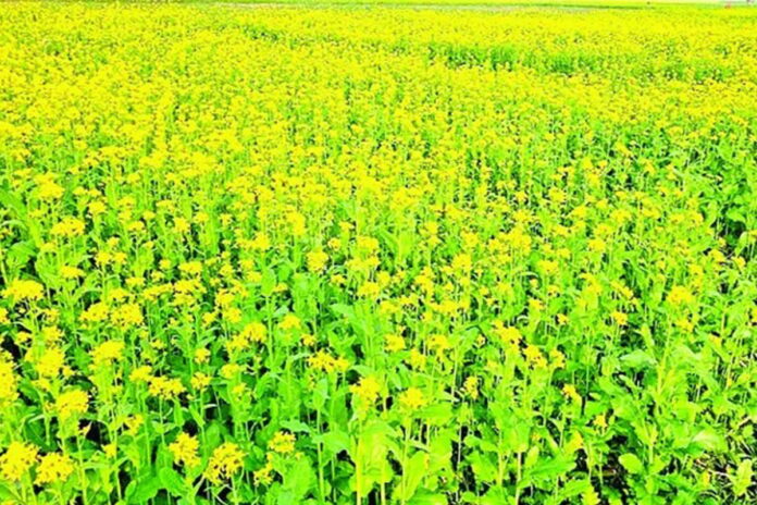 সরিষা ফুলের হাসি