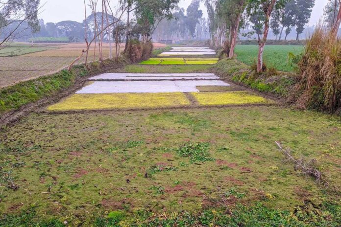 1767596142-ea5f0338f55094acdec515eba8c97728 রংপুরে ঘন কুয়াশা ও শীত: বোরো বীজতলা নিয়ে দুশ্চিন্তায় কৃষক