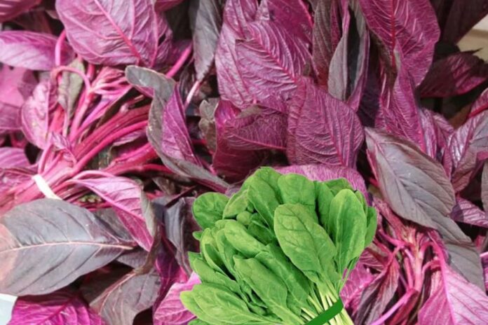 লাল-পালংয়ে যা পাবেন