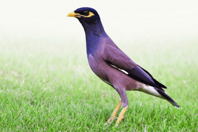 1767778695-5175b804523392f4897a1dffe20b2912 ৪৫ হাজার ময়না পাখি আটক করেছে কাতার