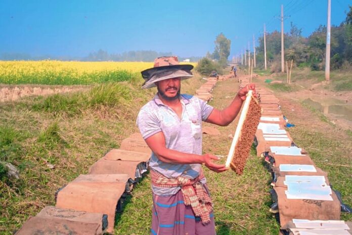 বগুড়ায় সরিষা ফুলে মধু সংগ্রহের ধুম