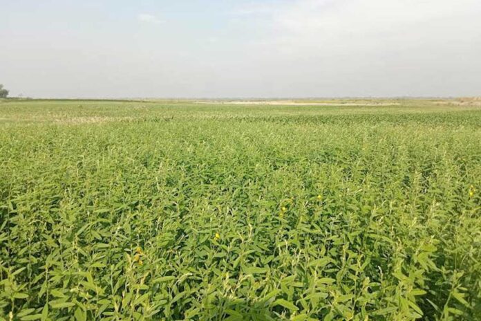 যমুনার চরে বৈচিত্র্যময় ফসলের সমারোহ