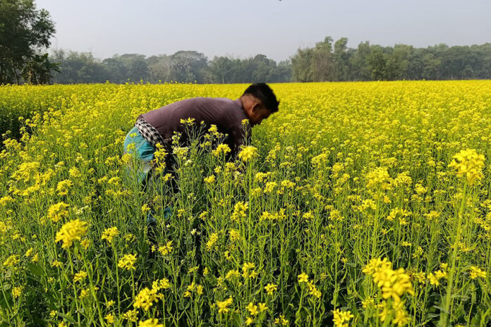 ধূসর ভূমিতে হলুদের ছোঁয়া